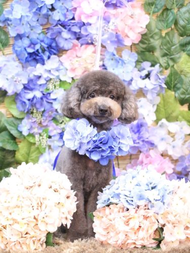 20250611chipieちゃん